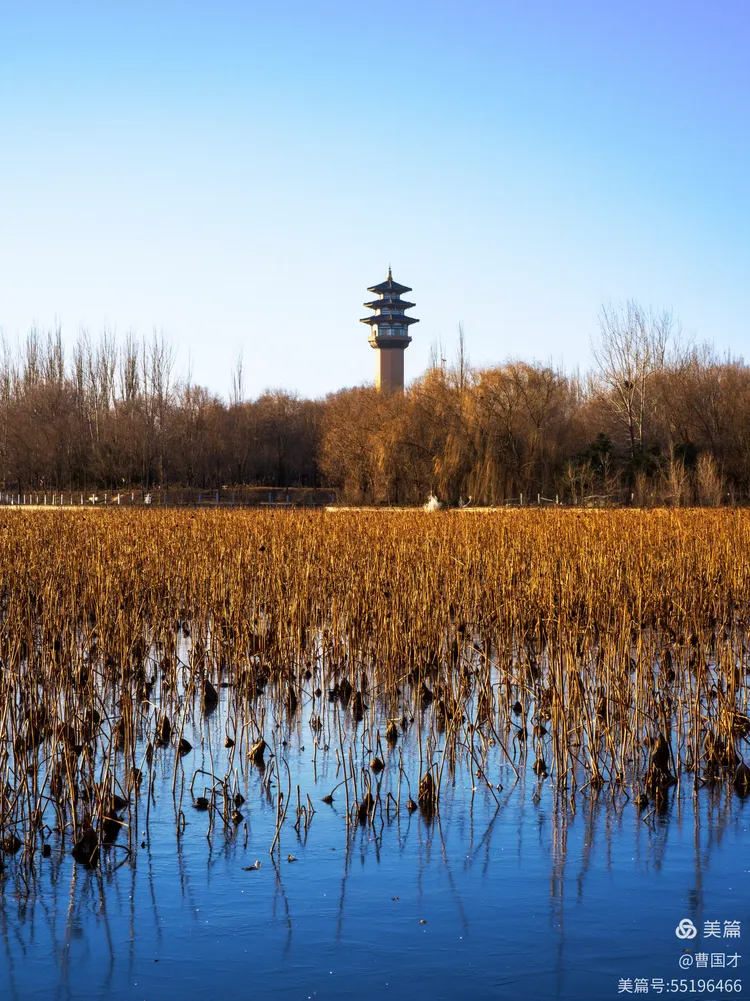 廊坊自然公园之冬